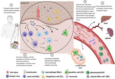 Mobilization and Activation of the Innate Immune Response to Dengue Virus